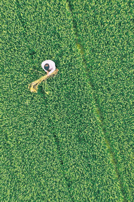 果麦飘香 果麦飘香